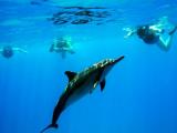  oahu dolphin cruise
